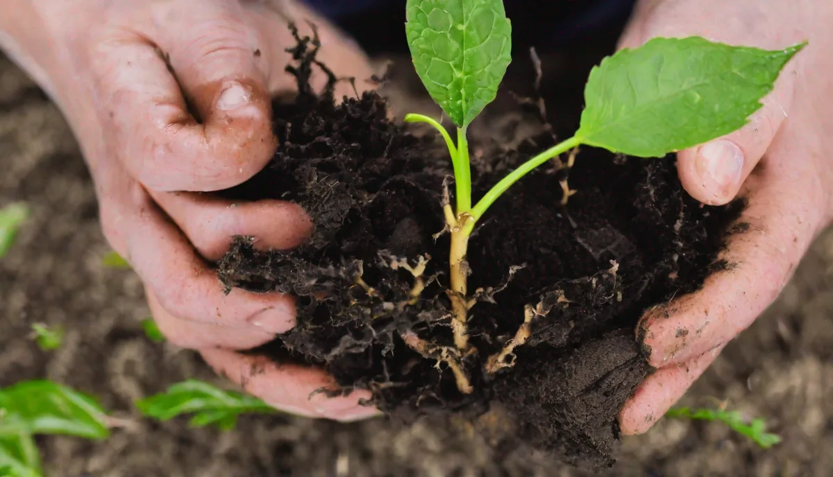 A Beginner’s Guide To Rooting Plants In Soil