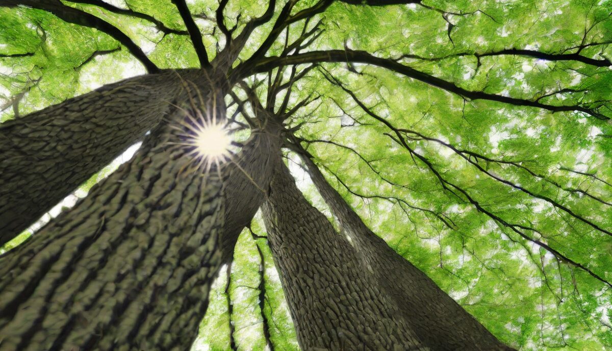 Caring for Trees: Nurturing Nature’s Gentle Giants