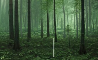 Forest-Inspired Perfumes