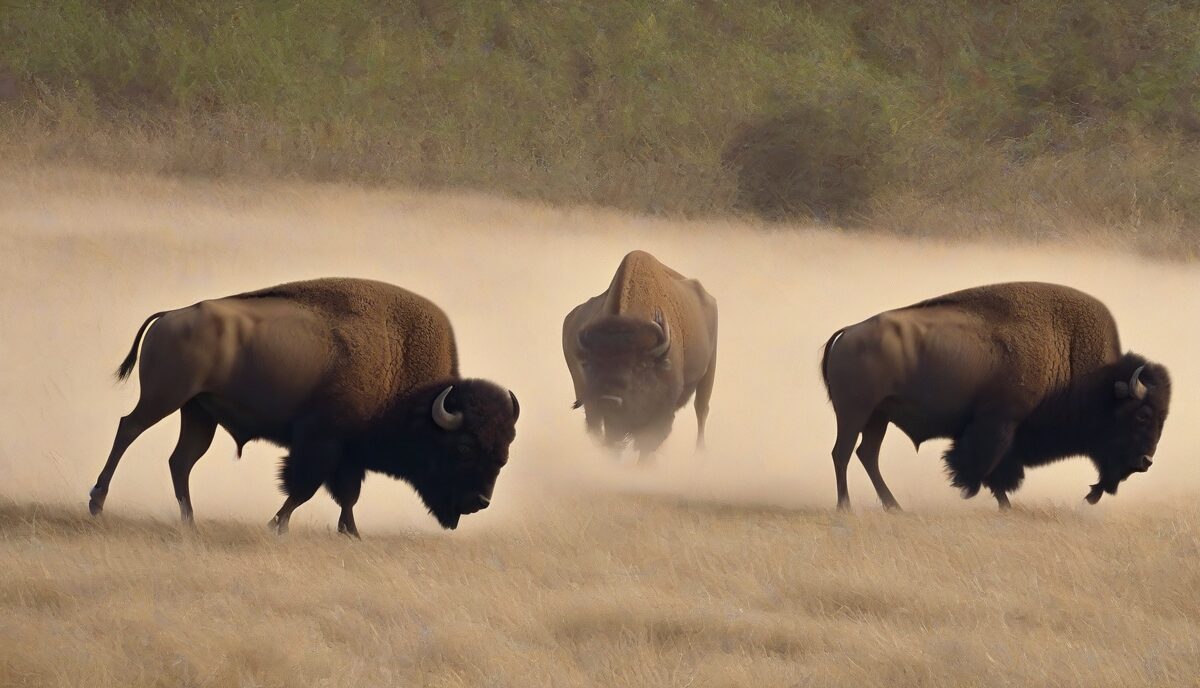 Understanding Buffalo Hump Condition