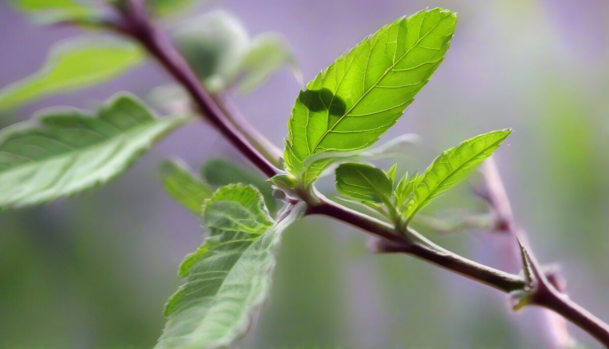 Holy Basil: Nature’s Stress Fighter