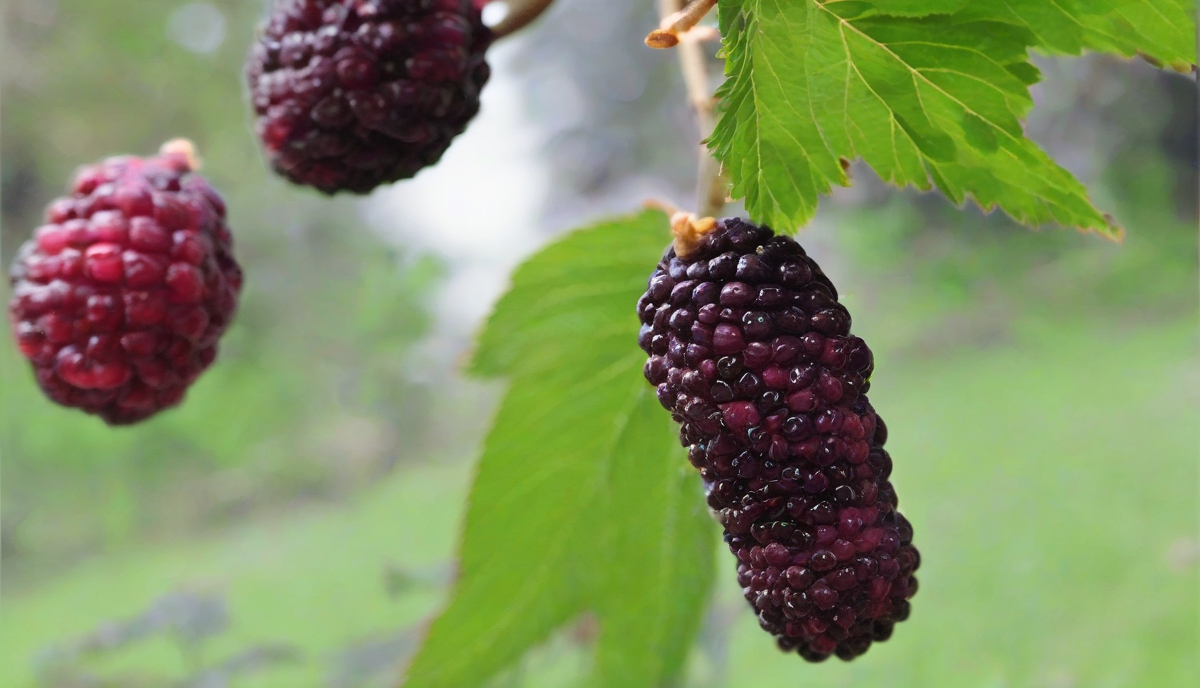 The Magic of Mulberries