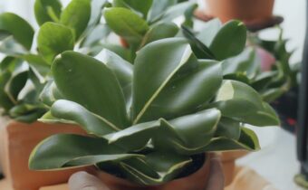 Caring for Baby Rubber Plants