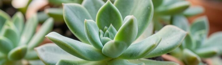 How to Propagate Succulents