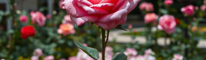 Rose Crystal Garden in NYC